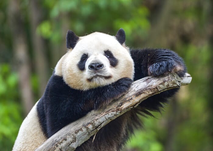 One Day Chengdu Panda & Leshan Giant Buddha Tour: Giant Panda & Giant Budhha Encounter