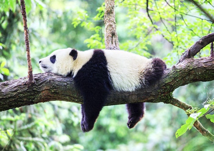 15 Days China Impression Small Group Tour: Experience Classic China & Nature