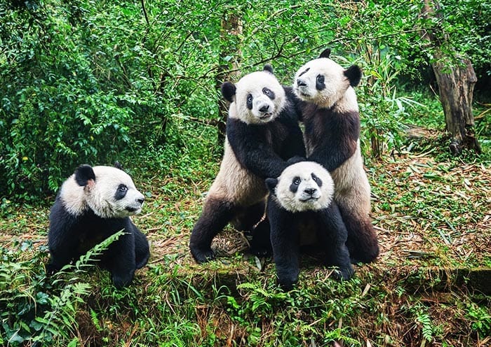 4 Days Leshan Giant Buddha Mount Emei Tour from Chengdu - 1
