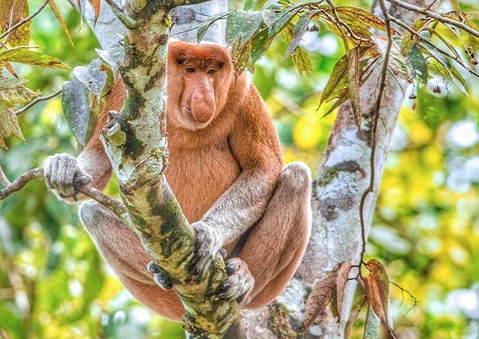 7 Days Sabah Borneo Tour: Wildlife Safaris, Kinabalu Park & Island Hopping - 2